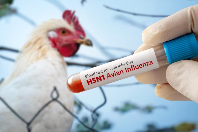 У США підтверджено перший летальний випадок від пташиного грипу H5N1