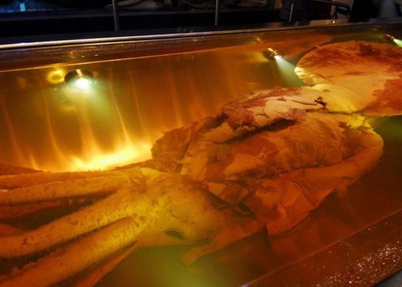 Колосальний кальмар вперше зафіксований в дикій природі