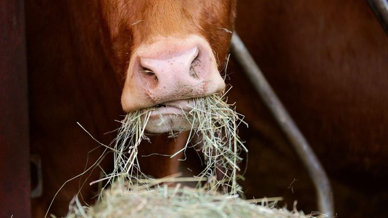 Угорщина розслідує спалах ящуру