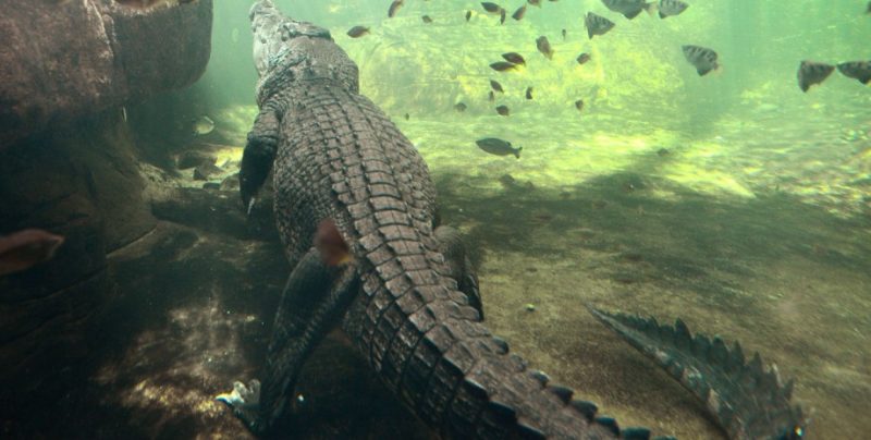 Як гігантські крокодили змінили уявлення про стародавніх хижаків