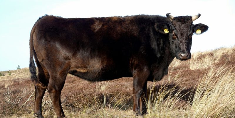 Яловичина ангус — еволюція від забутої породи до преміум-класу