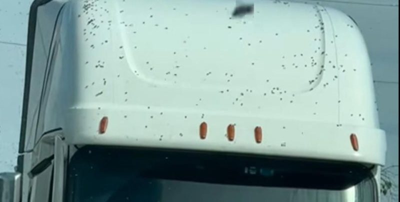 Понад 250 мільйонів бджіл на волі, у США перекинулася вантажівка з вуликами