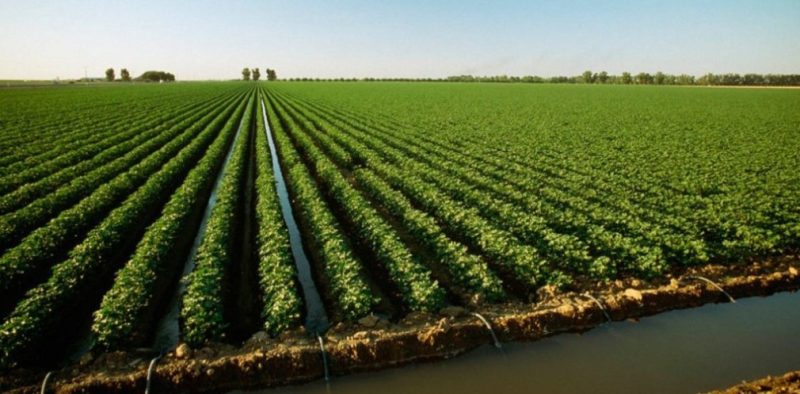 Кліматичні зміни відкривають Україні нові аграрні можливості