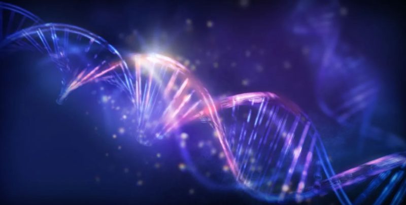 Забуті частини ДНК виявилися ключем до регуляції генів