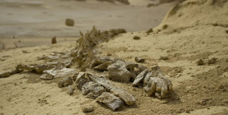 Долина китів у Єгипті, як предки морських гігантів залишили сушу назавжди