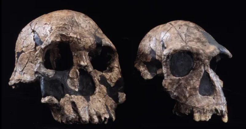 Хто був першою людиною? Наука досі шукає відповідь