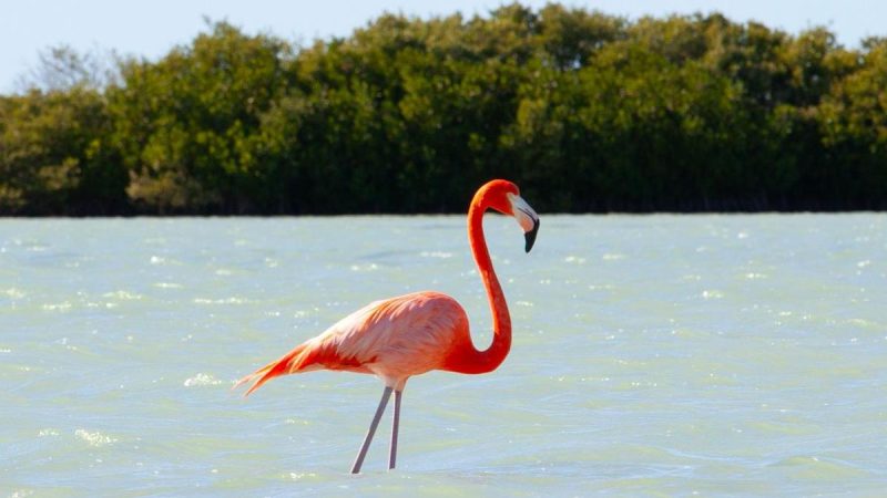Міграція як стратегія довголіття, вчені вивчили життя фламінго