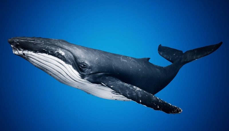 Науковці фіксують тривожне зменшення китових співів через зміну клімату