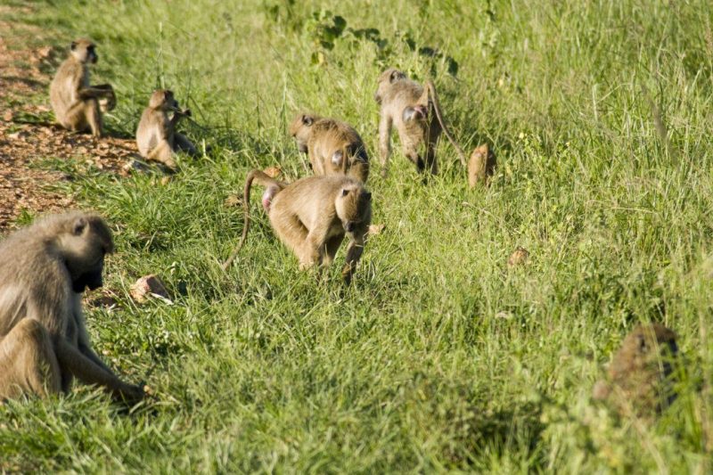 У німецькому зоопарку знищили 12 бабуїнів через брак місця у вольєрі