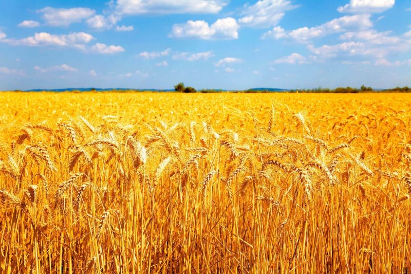 В Україні прогнозують падіння врожаю зернових і олійних культур