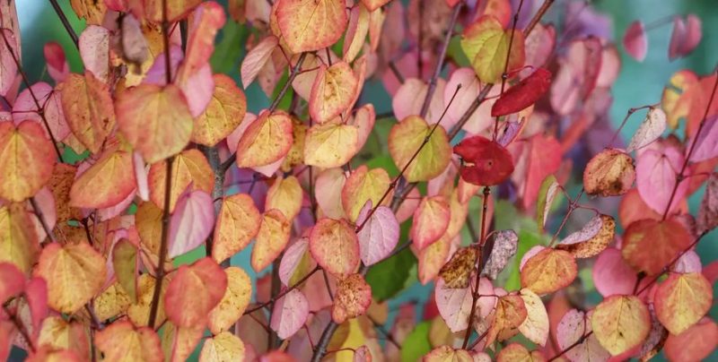 Чому деякі дерева пахнуть карамеллю восени: відповідь вчених