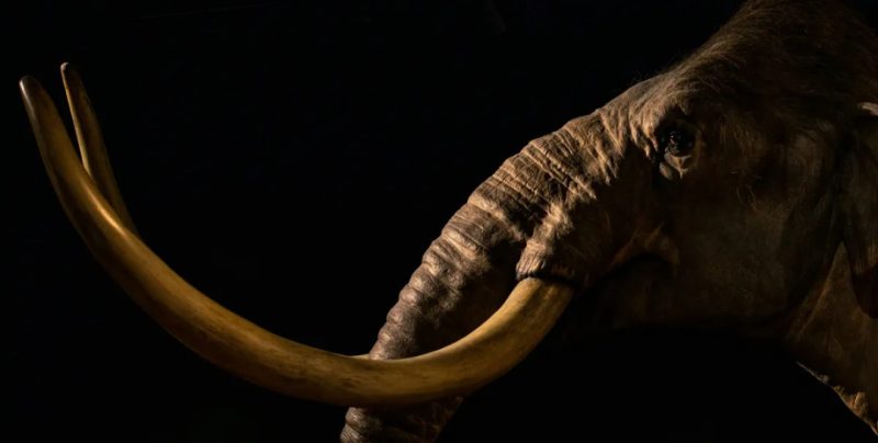 Вчені виявили у Мексиці нову лінію мамонтів