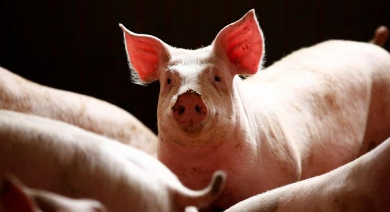 Іспанія вводить надзвичайні заходи через спалах африканської чуми свиней під Барселоною