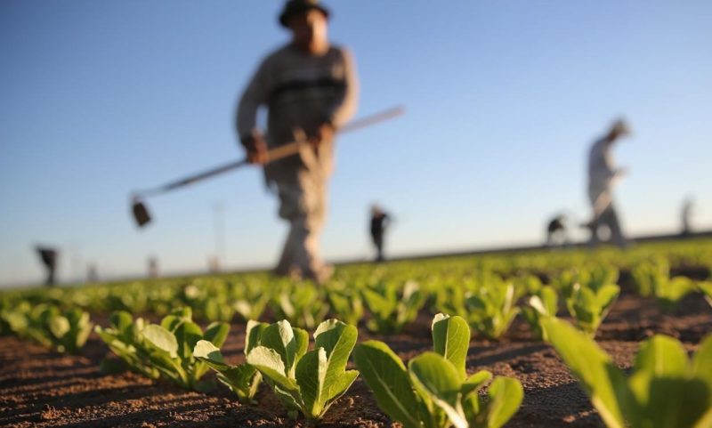 Прямі збитки агросектору України через війну перевищили 11 мільярдів доларів